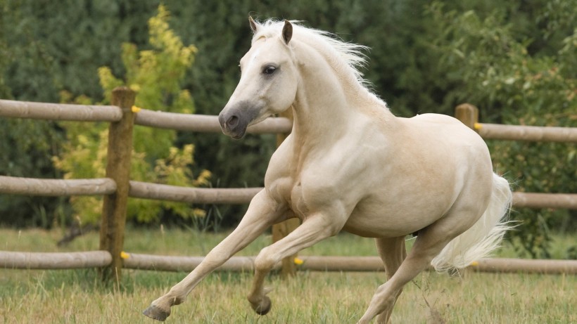 良駒寶馬圖片