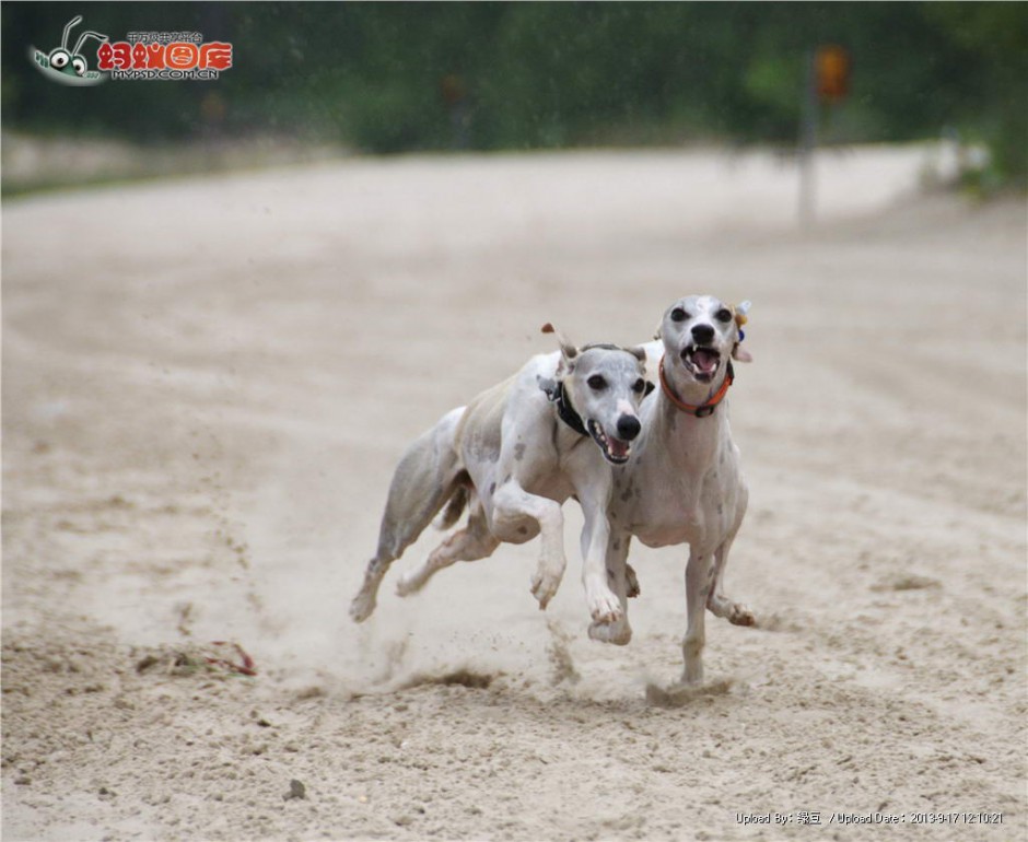 惠比特犬沙場賽跑圖片