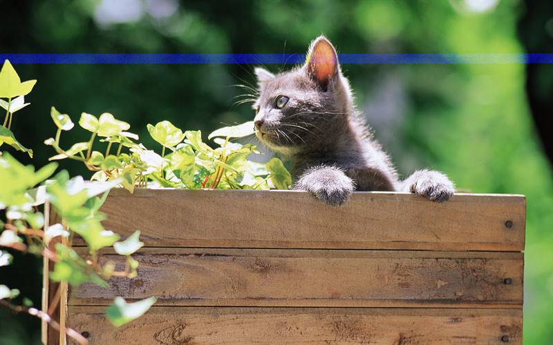 可爱小奶猫呆萌精美抓拍高清图集