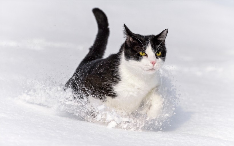 神秘的黑猫图片