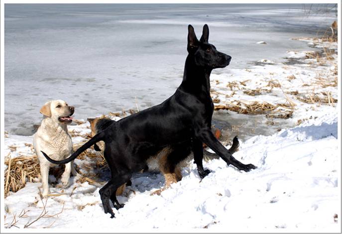 中華黑狼犬冬日雪地玩耍圖片