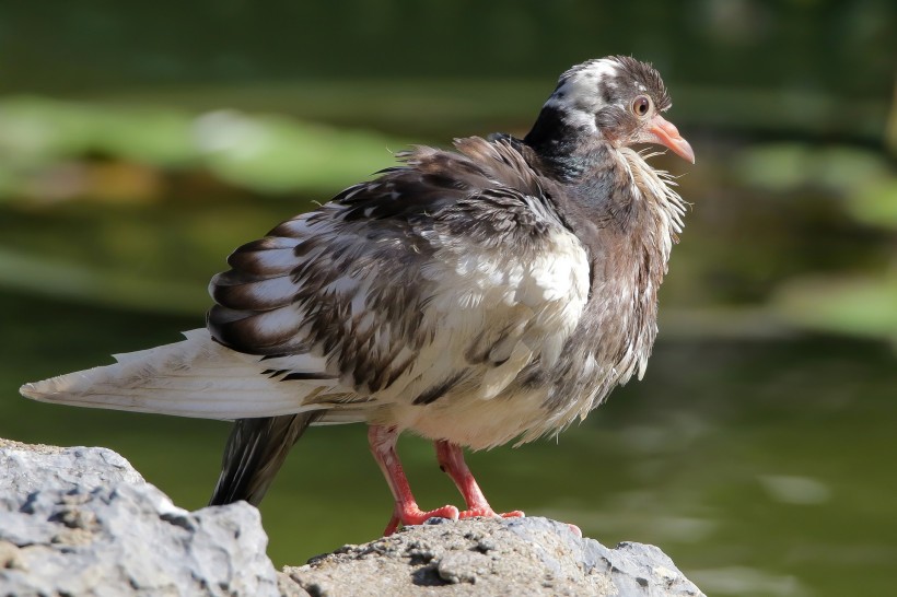 白胸苦惡鳥圖片