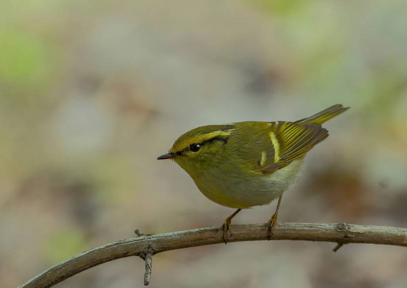 野生鳥類柳鶯圖片大全