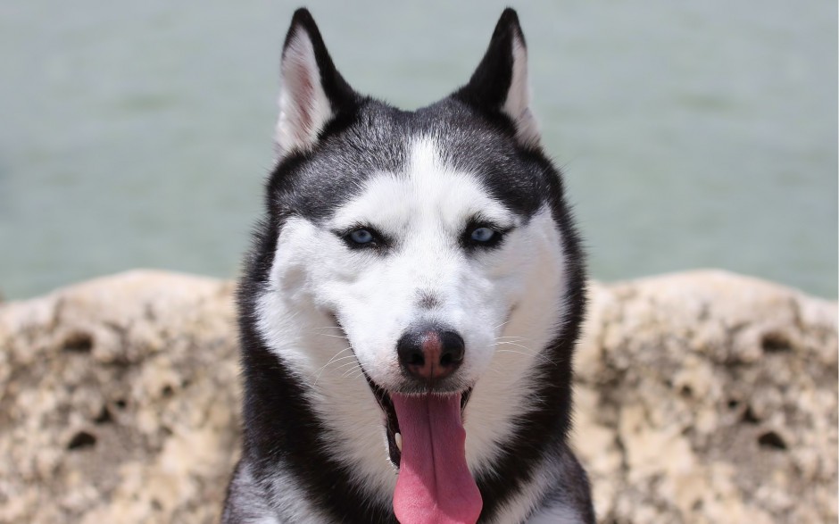 乖巧聽話的巨型雪橇犬圖片