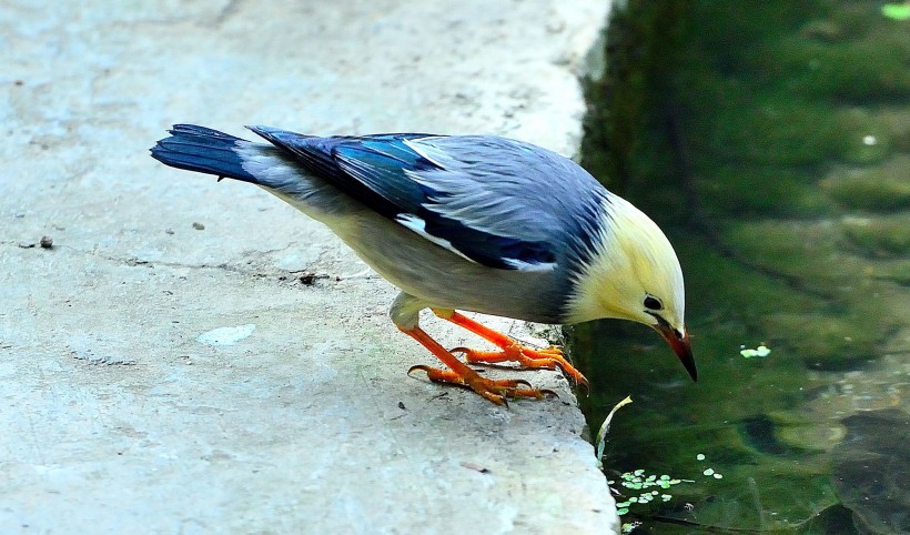 絲光椋鳥圖片