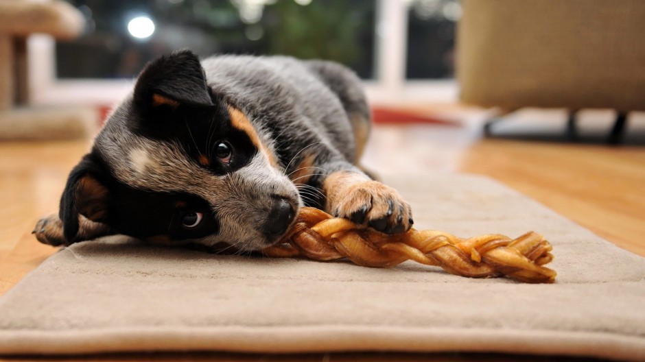 宠物狗狗澳洲牧牛犬图片集锦