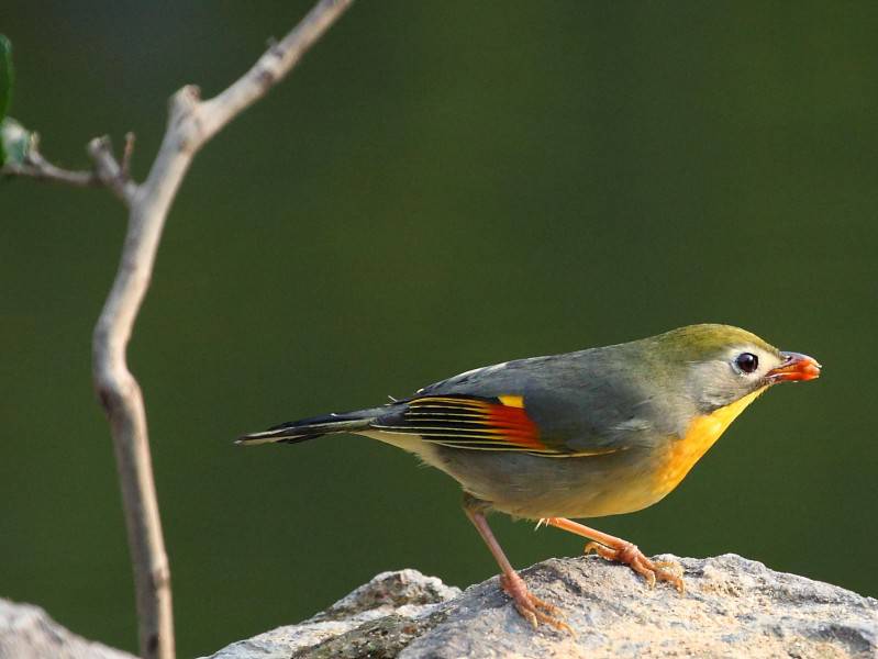 紅嘴相思鳥圖片可愛鳥類攝影