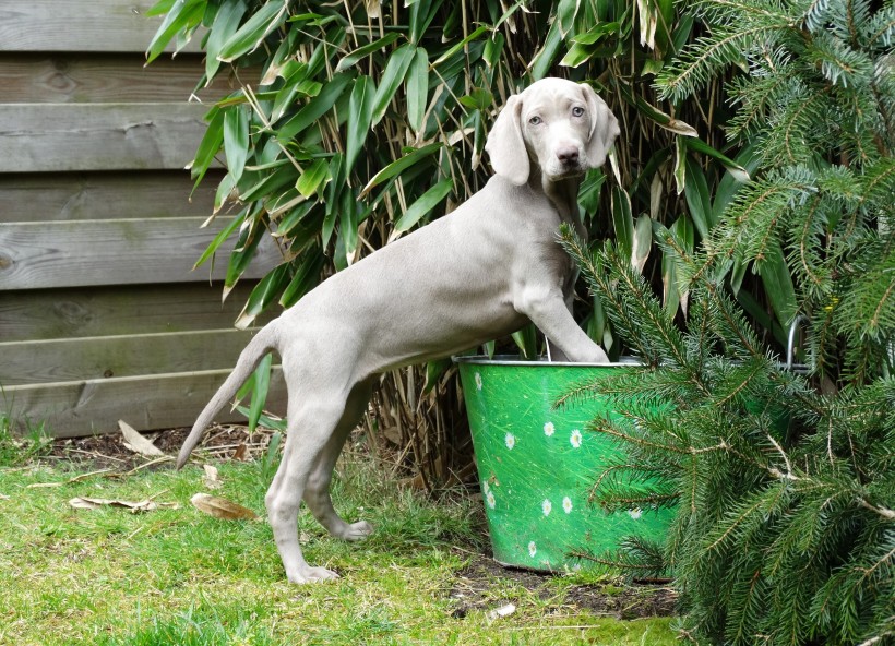 形态优雅的威玛猎犬图片