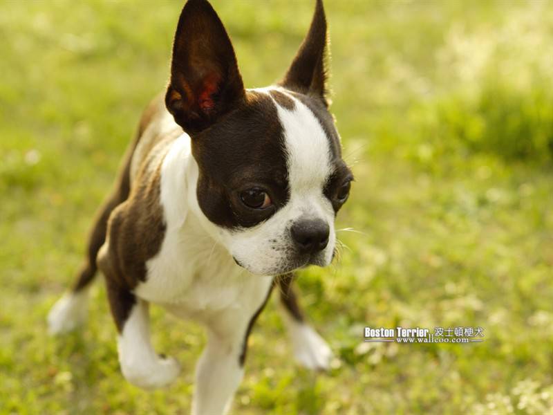 活泼萌宠波士顿梗犬高清图片