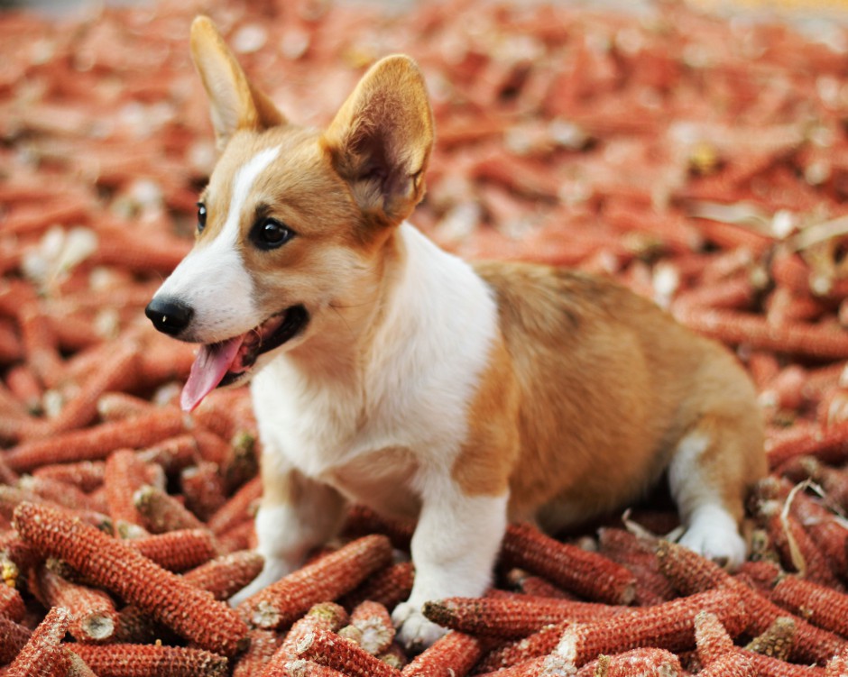 可爱萌萌的柯基犬卖萌生活图片