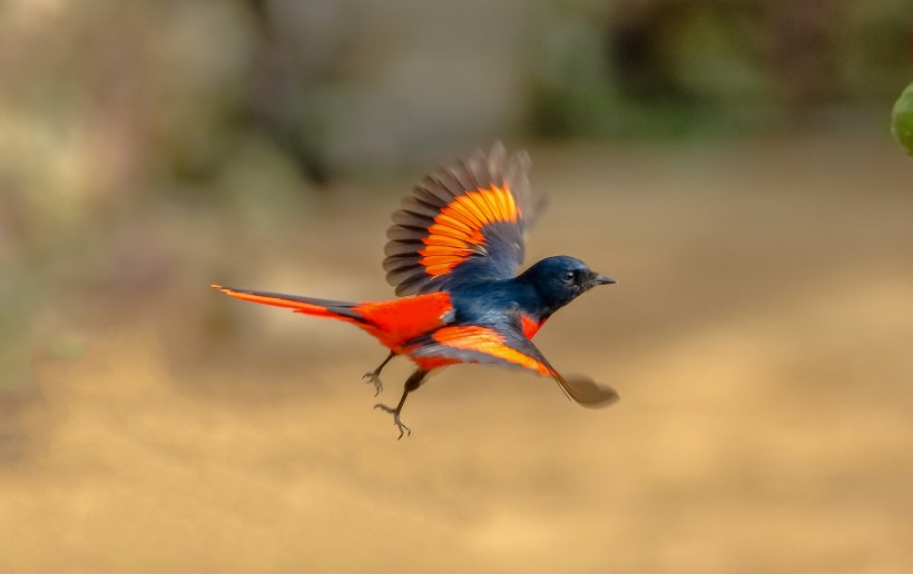 紅山椒鳥圖片