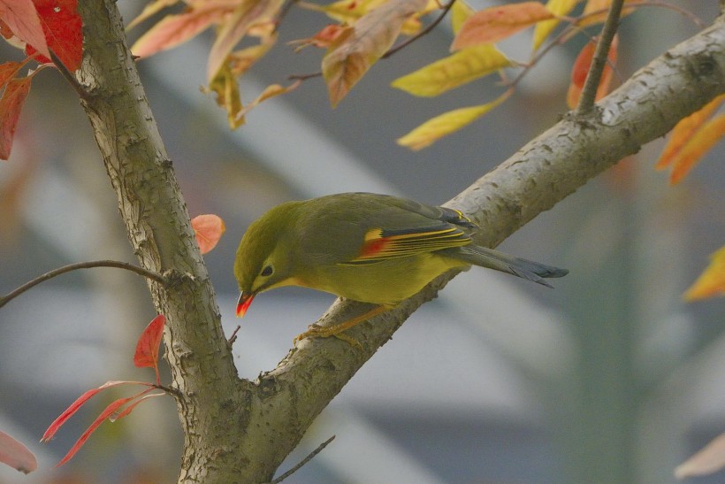 紅嘴相思鳥圖片