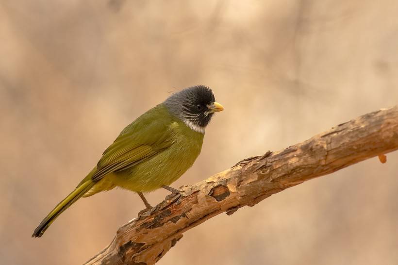 野生鳥類領(lǐng)雀嘴鵯攝影圖片