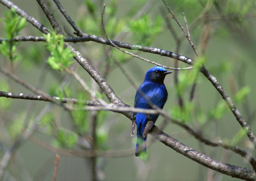 夏季樹枝上的鳥圖片