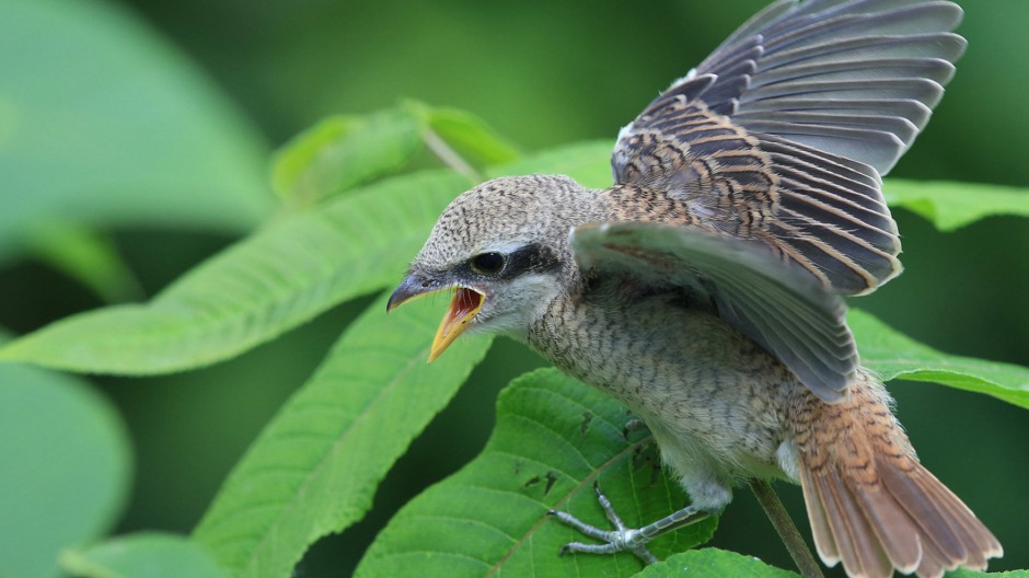 小型虎紋伯勞鳥鳥類攝影圖片