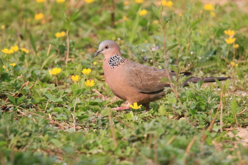 珠頸斑鳩圖片