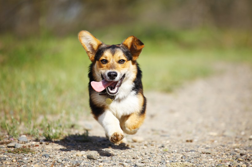 萌萌的柯基犬圖片