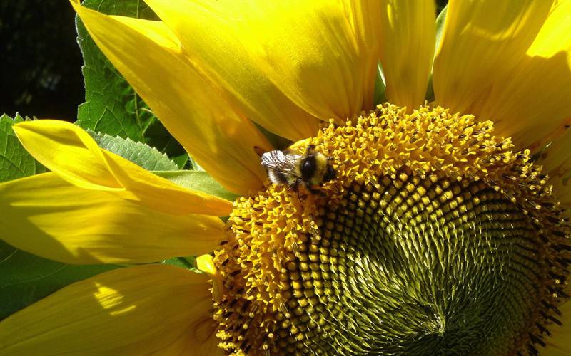 蜜蜂采蜜的唯美拍摄图片