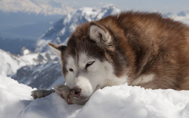 可愛的阿拉斯加雪橇犬圖片