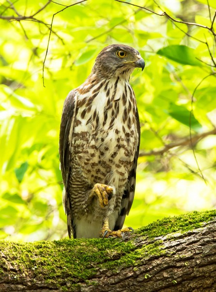 鳳頭鷹圖片