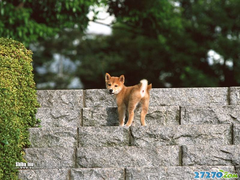 高清動(dòng)物 柴犬