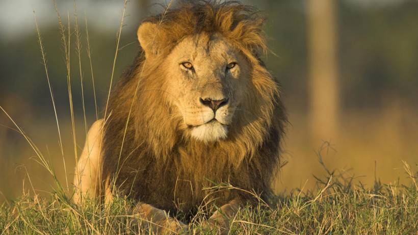 霸氣獅子野生動物圖片壁紙