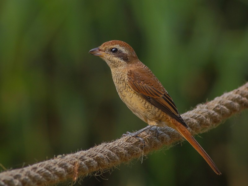 紅尾伯勞鳥圖片