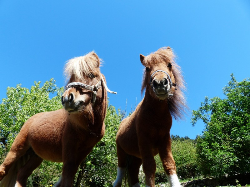 矮馬、小馬圖片