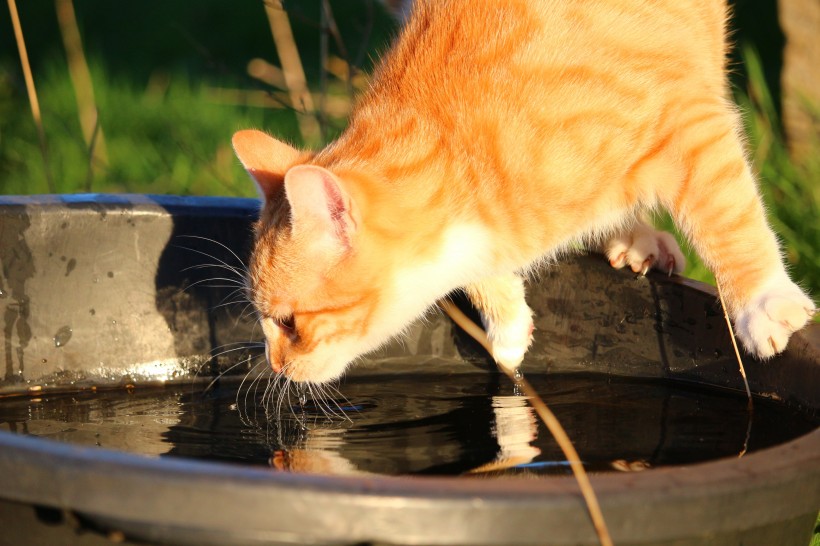 小猫喝水图片