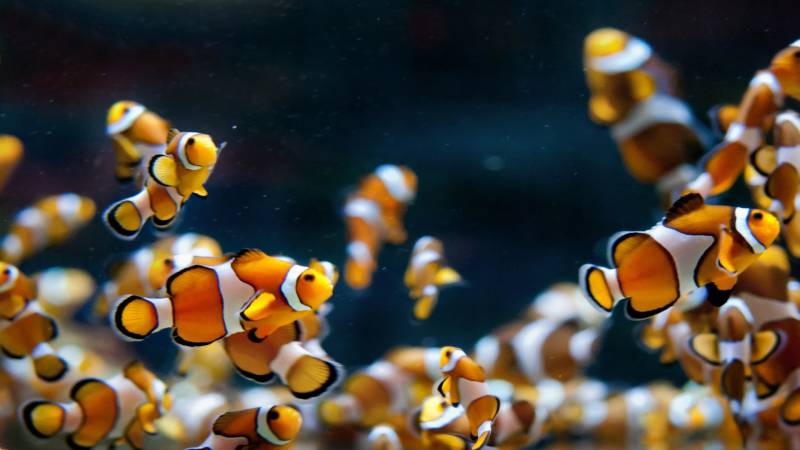 栖息于珊瑚礁的小丑鱼图片