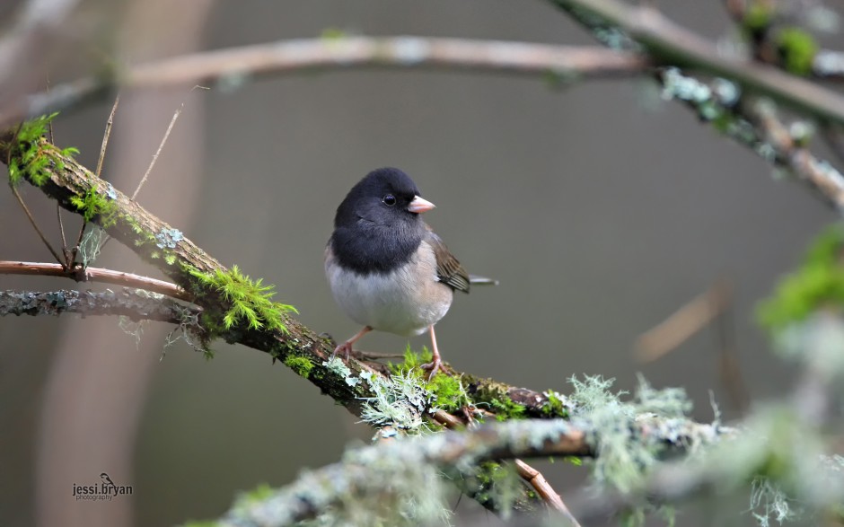 東北野生鳥類圖片高清攝影