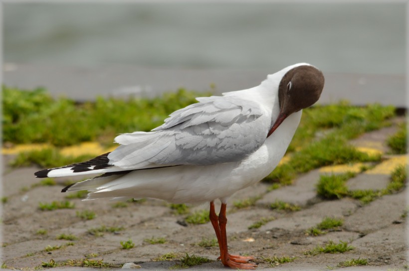 海鷗鳥類圖片