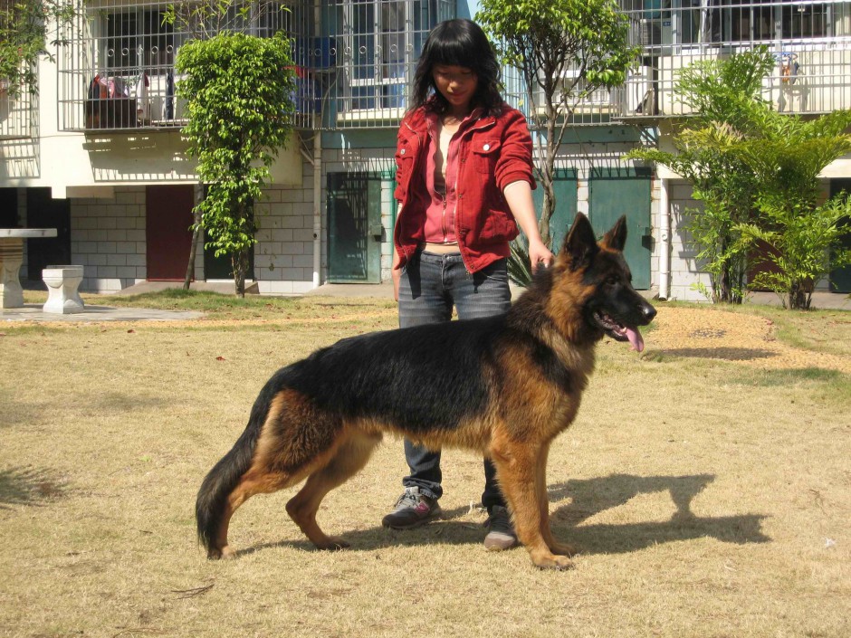 成年高大壮实牧羊犬图片