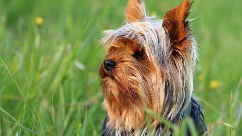 丝毛梗犬图片神态顽皮逗人