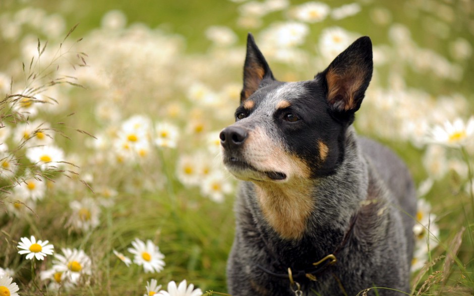 呆萌可愛的澳洲牧羊犬戶外寫真圖片