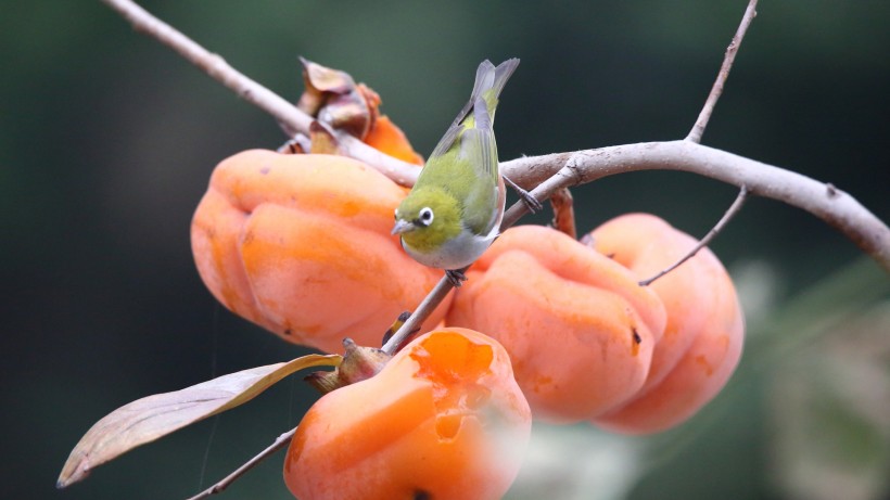 紅脅繡眼鳥圖片