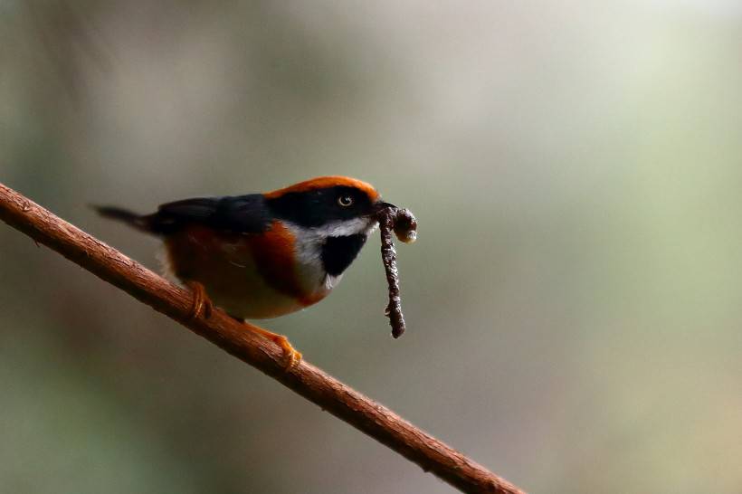 常見野生鳥類圖片活潑覓食的山雀特寫