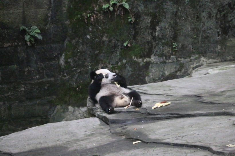 可爱大熊猫图片