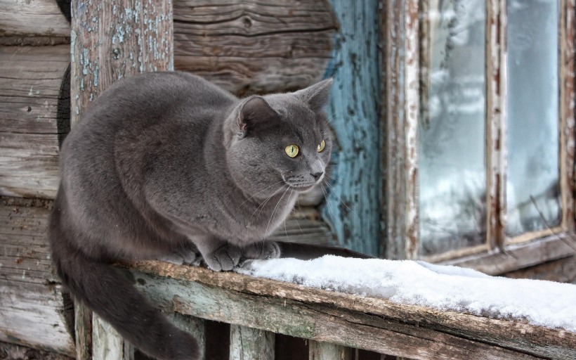 可爱的小黑猫图片