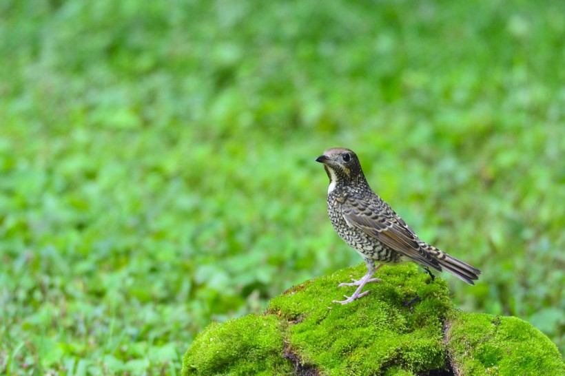 白喉磯鶇鳥類圖片