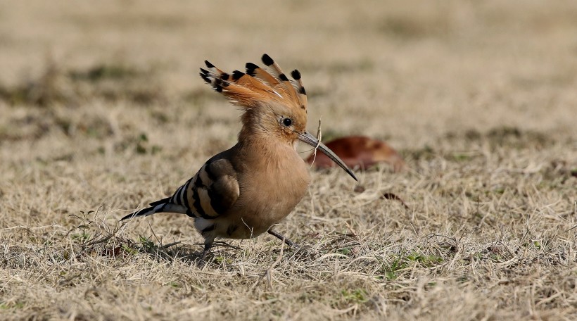 戴勝鳥圖片