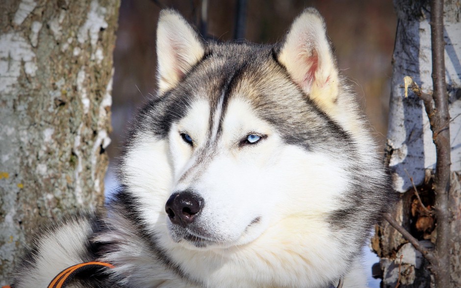 乖巧聽話的巨型雪橇犬圖片