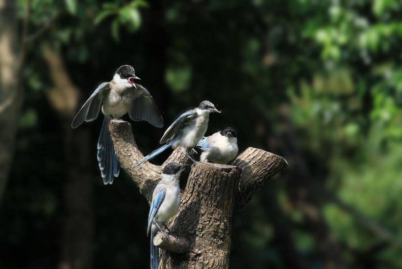 小灰喜鵲圖片鳥類高清特寫