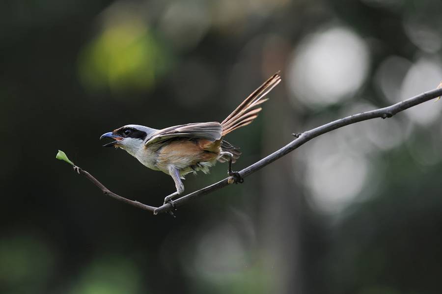 黑伯勞鳥枝頭覓食圖片