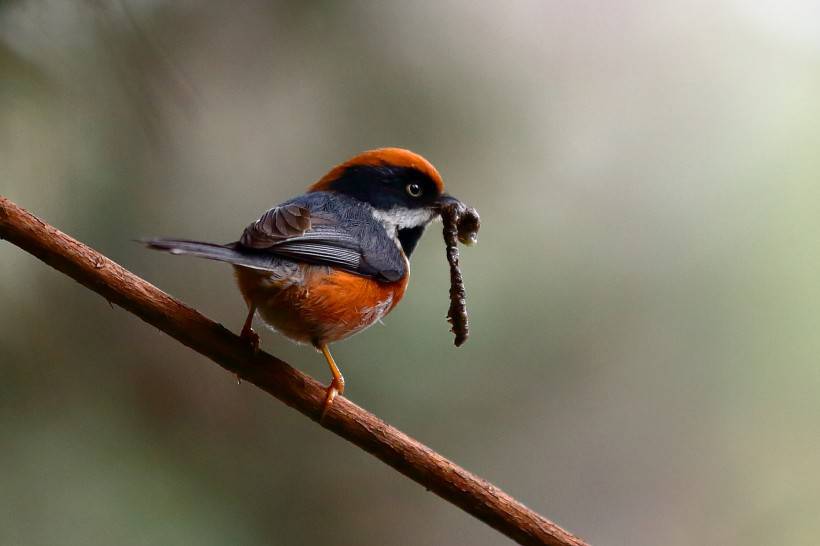 常見野生鳥類圖片活潑覓食的山雀特寫