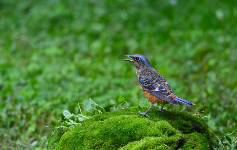 白喉磯鶇鳥類圖片