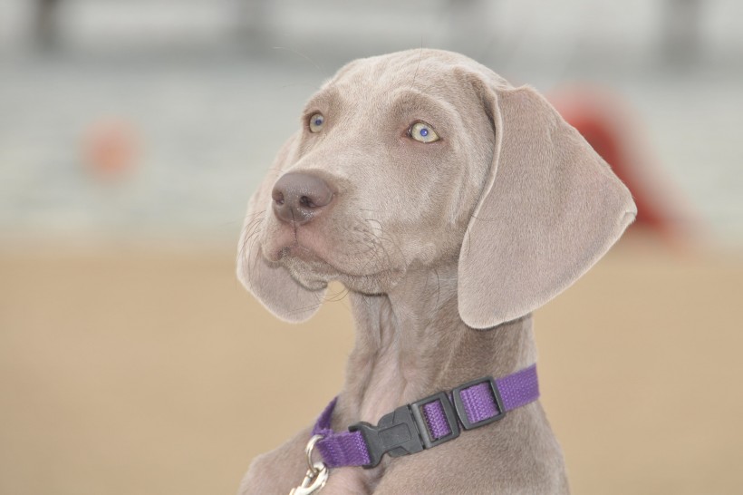 形态优雅的威玛猎犬图片