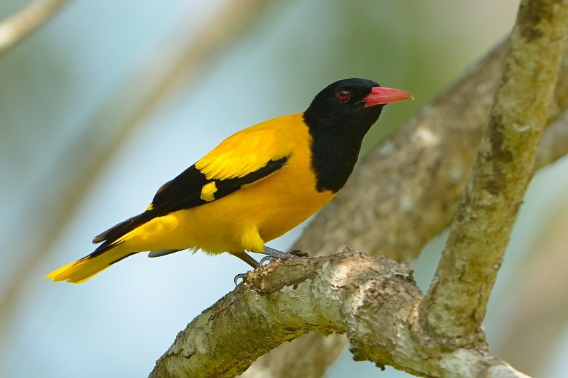 黑头黄鹂鸟类图片