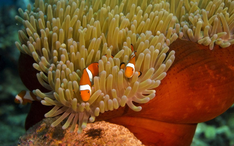 海洋里可愛(ài)的小丑魚(yú)高清圖片