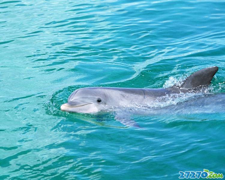 特寫海洋生物 海豚